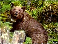 Oso marr&oacute;n europeo